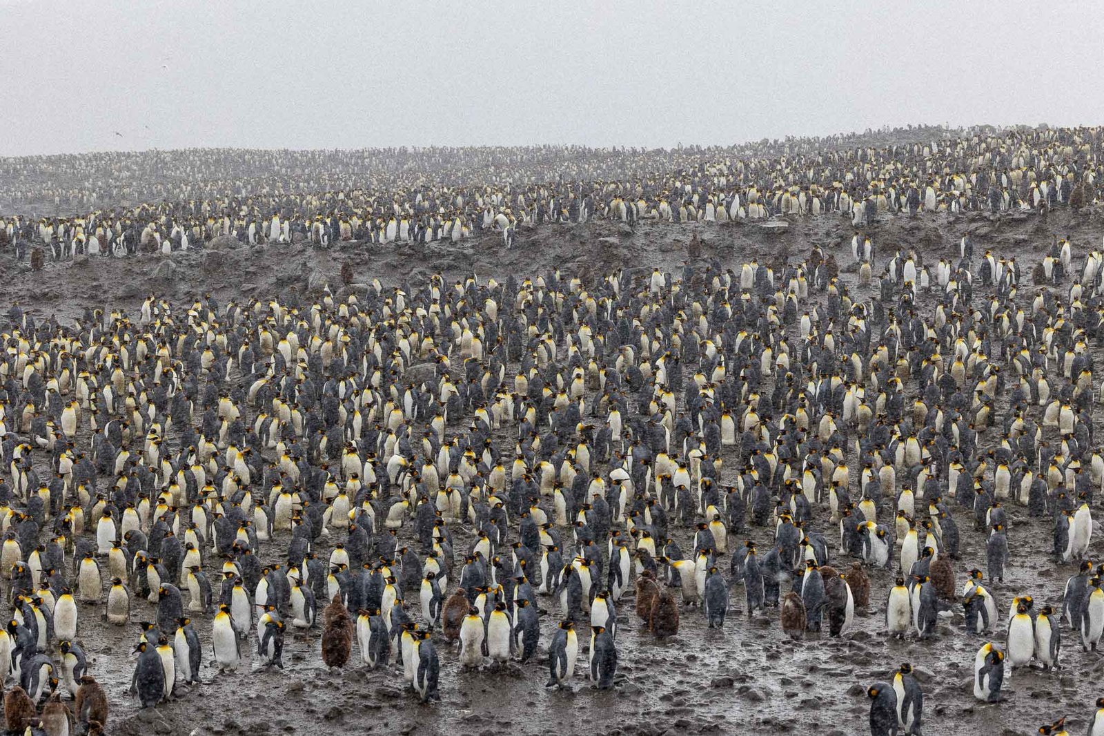 King penguin colony in the snow