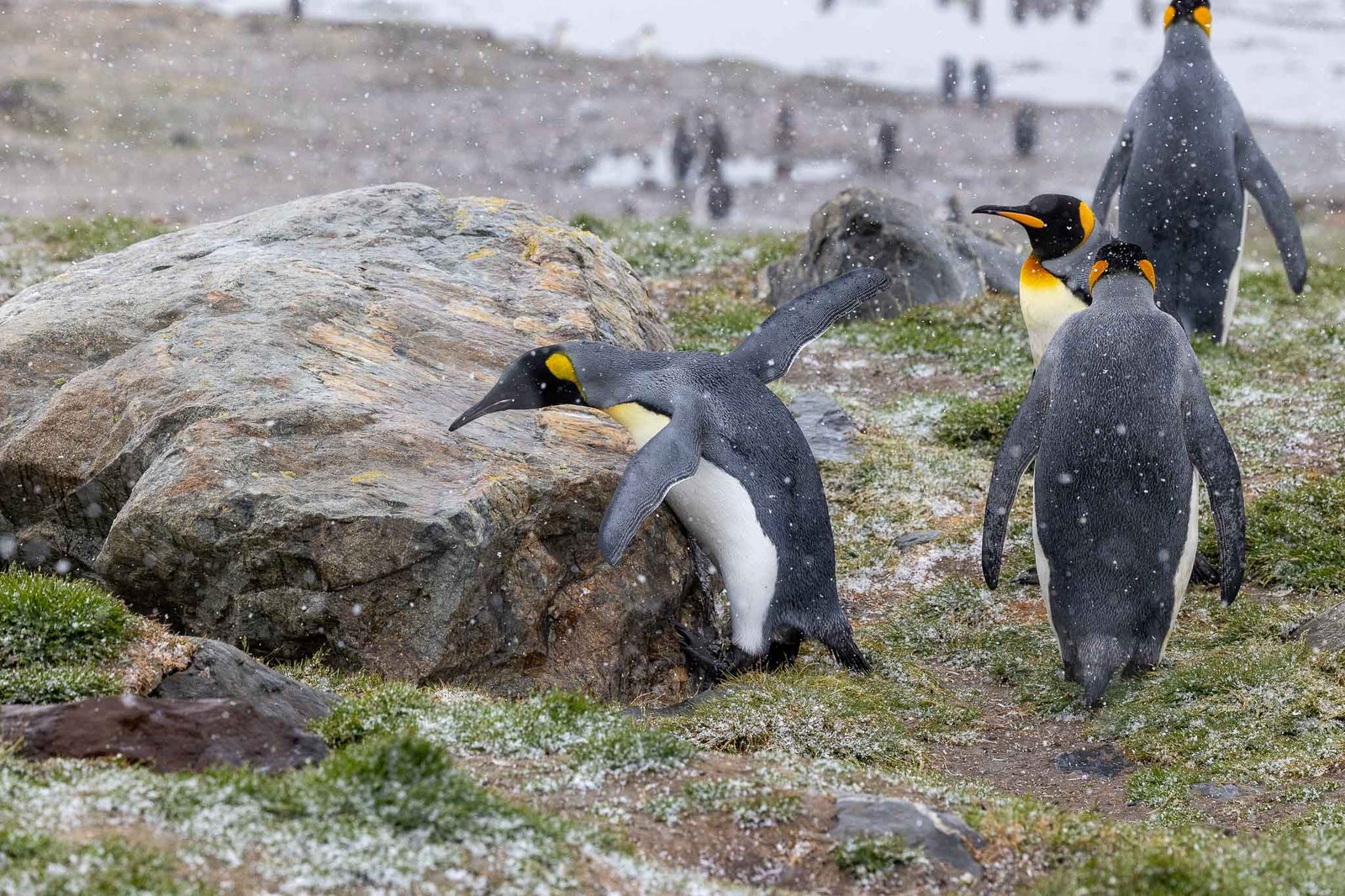 King penguins in the snow