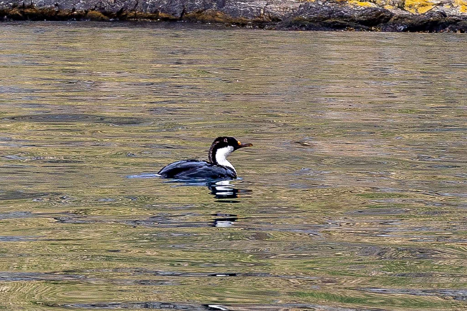 Shag in Godthul Bay