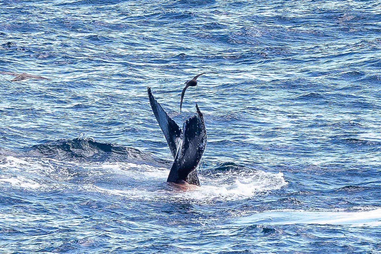 Humpback Whale