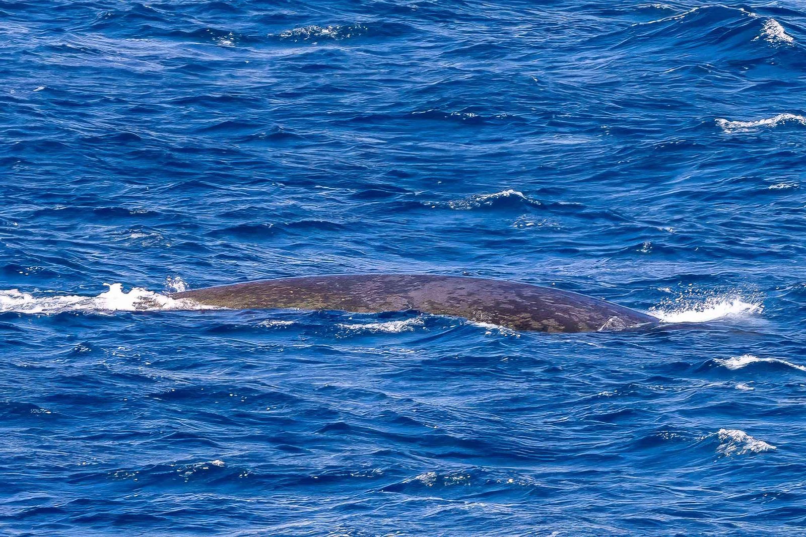 Blue Whale - which can be identified by the mottled skin