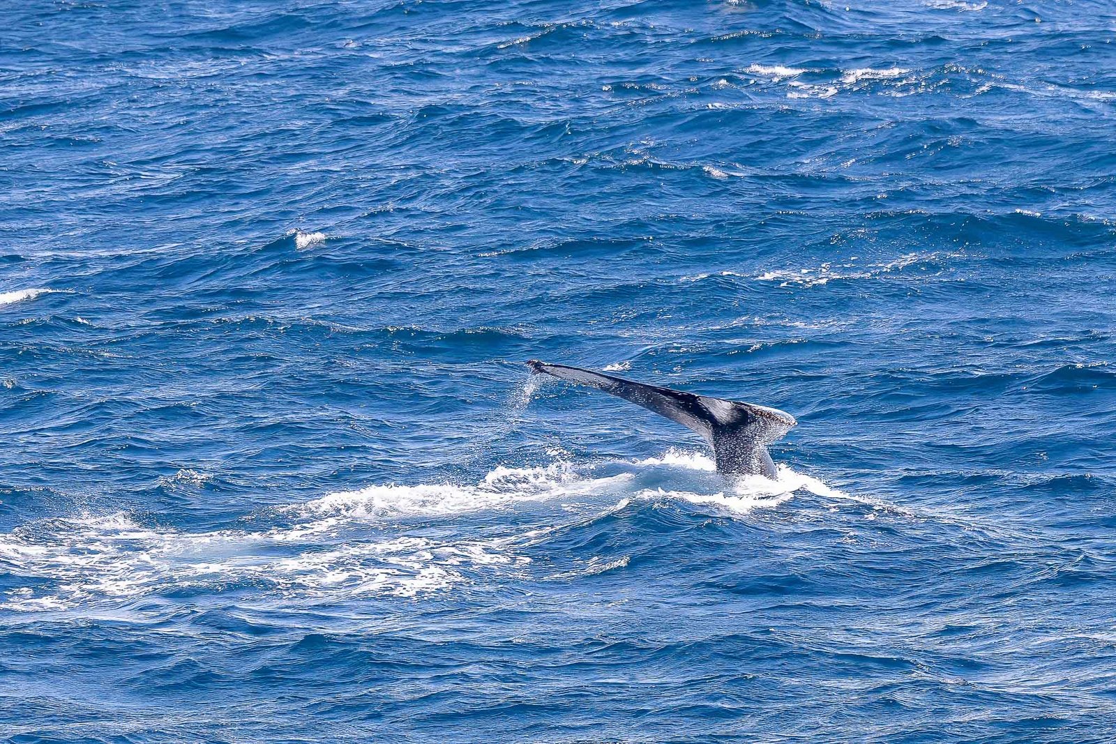 Humpback