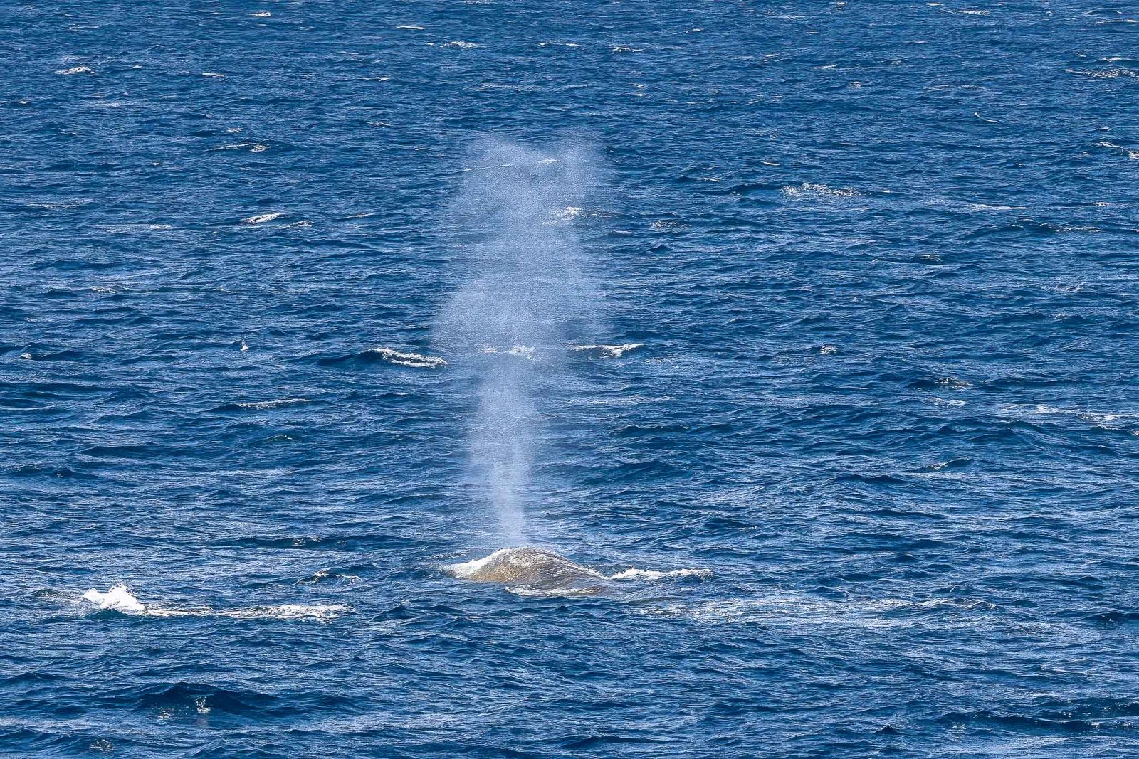 Blue Whale