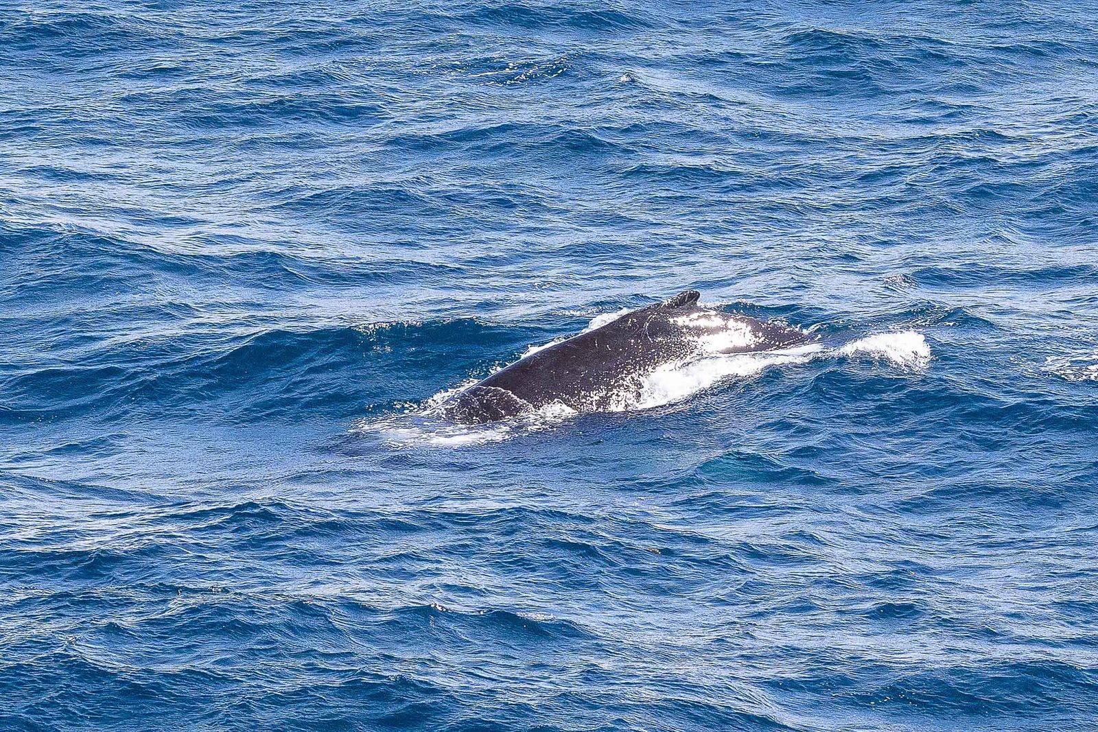 Blue Whale Calf