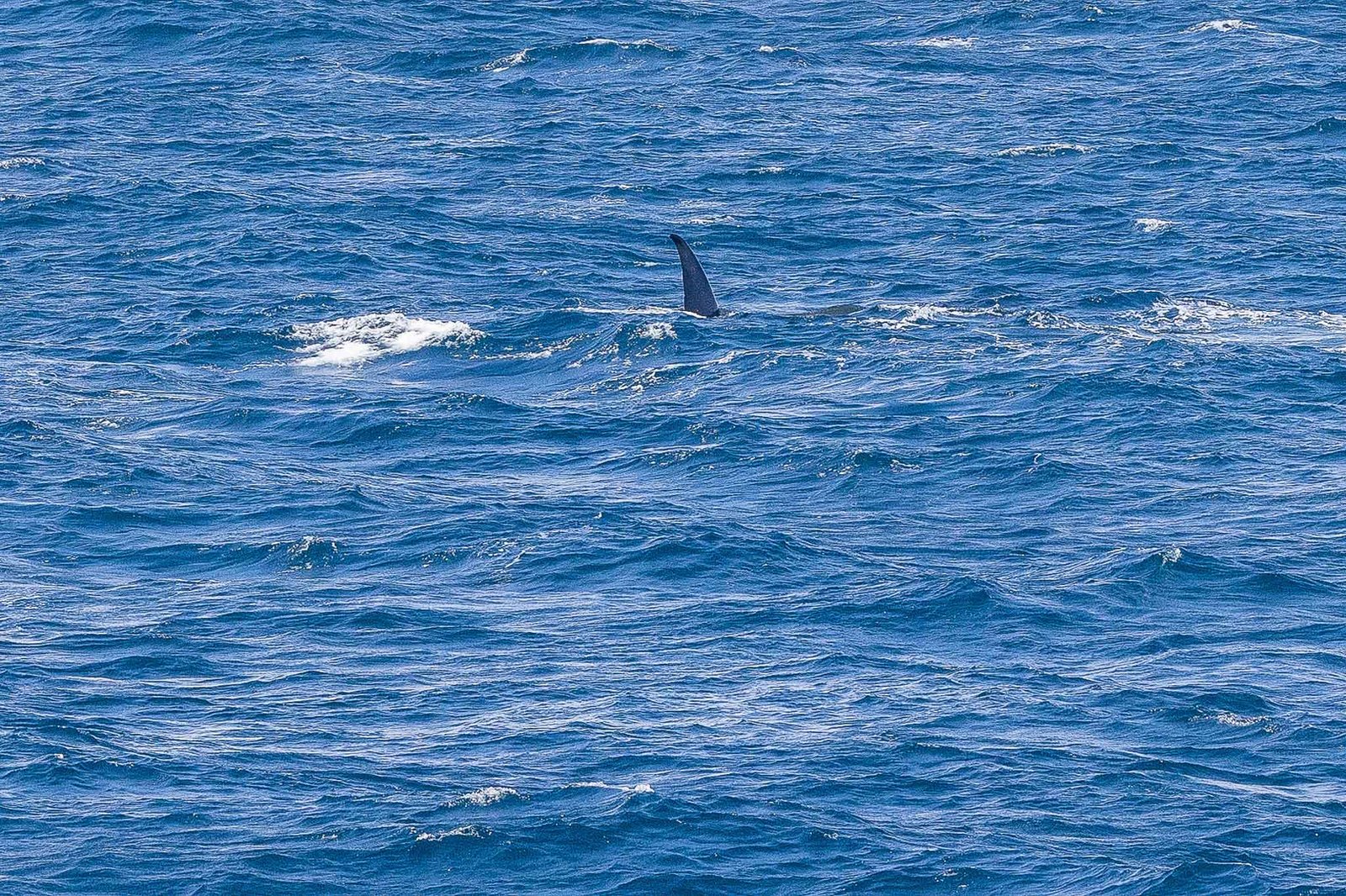Blue Whale Calf