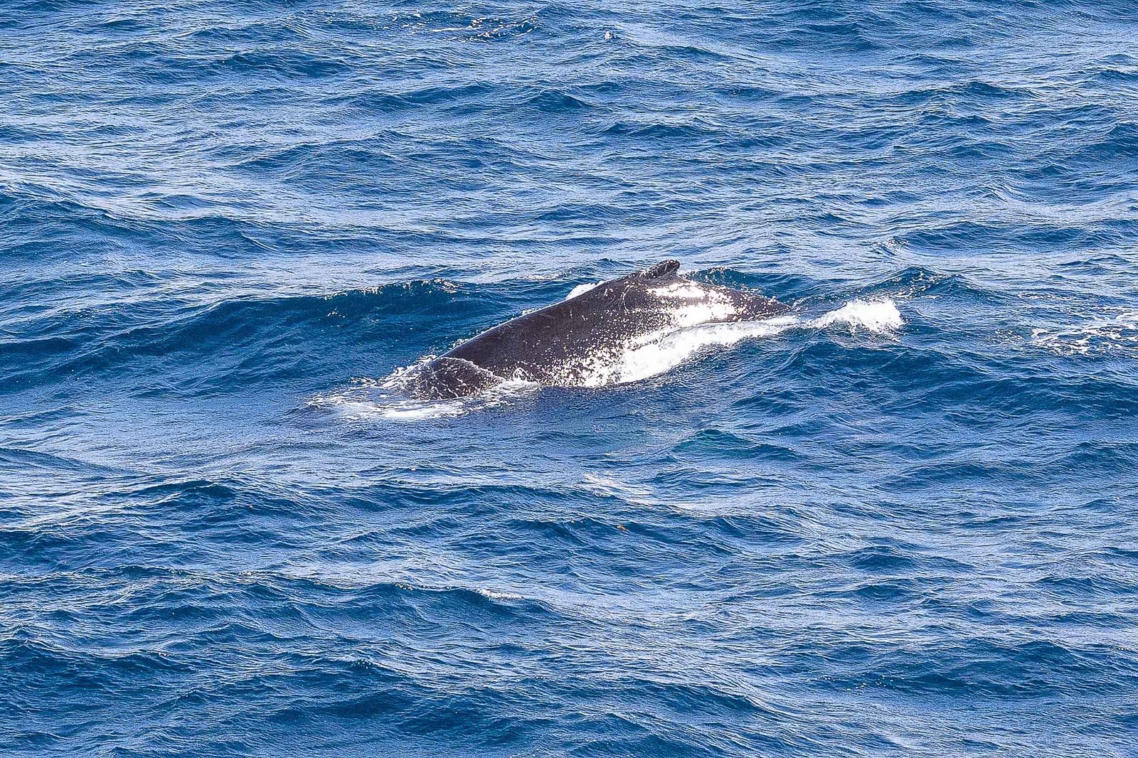 Blue Whale