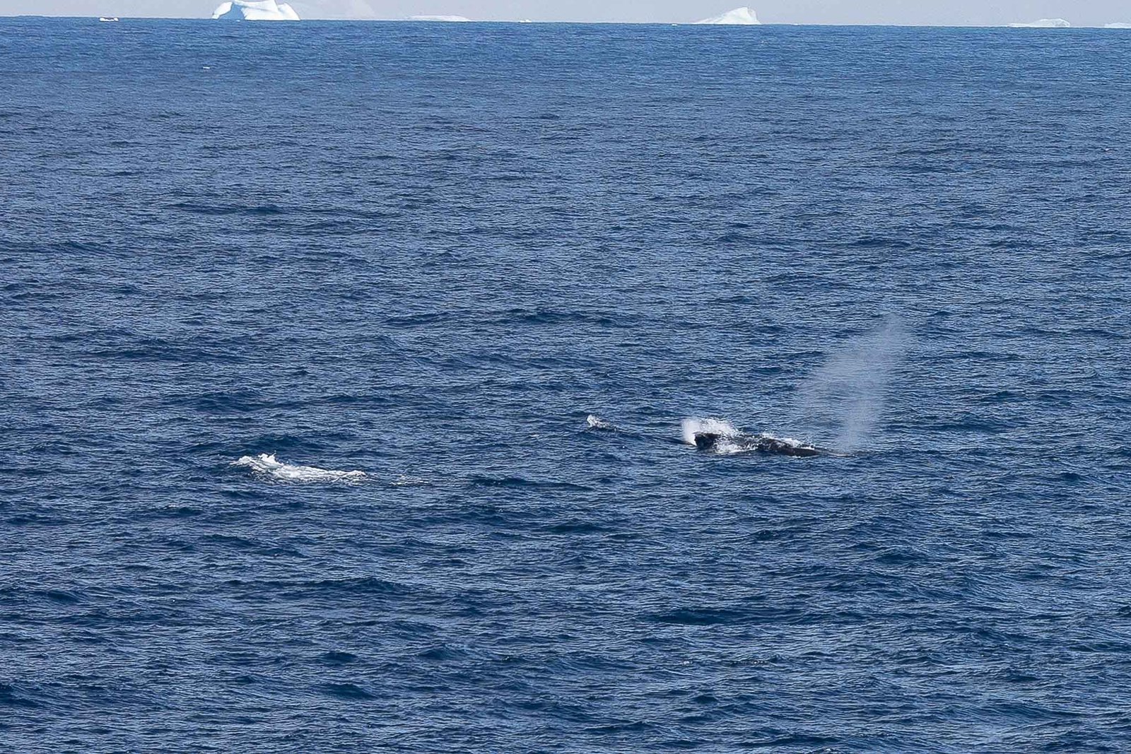 Fin Whales feeding