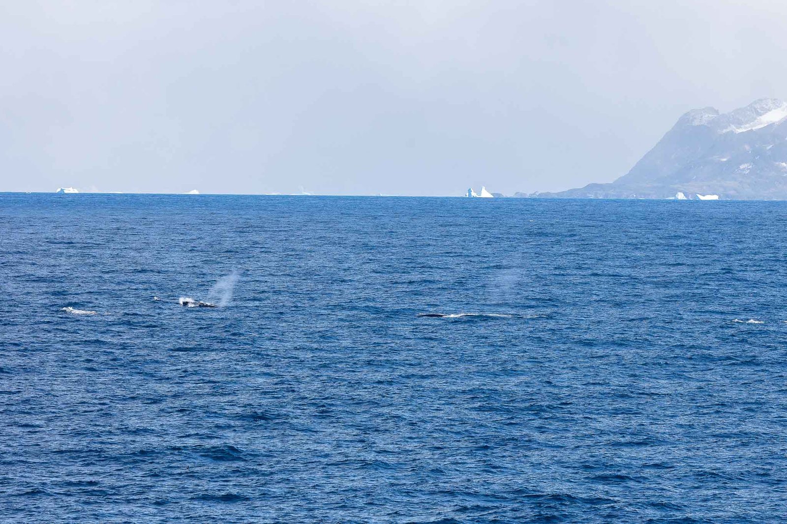 Fin Whales feeding