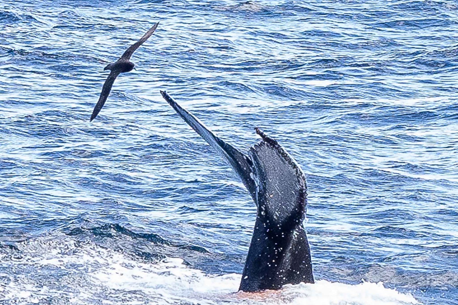 Humpback Whale