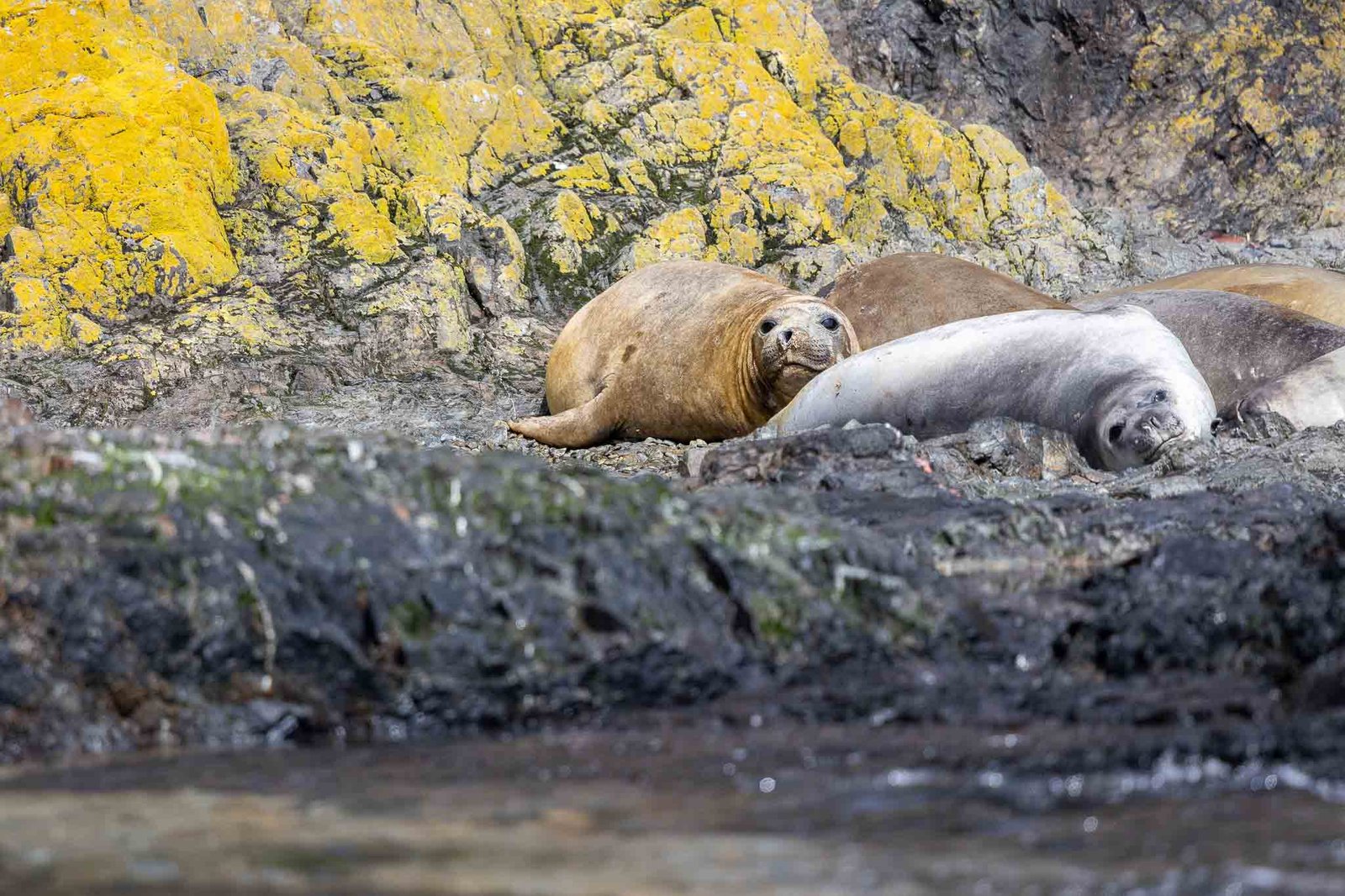 Elephant Seals