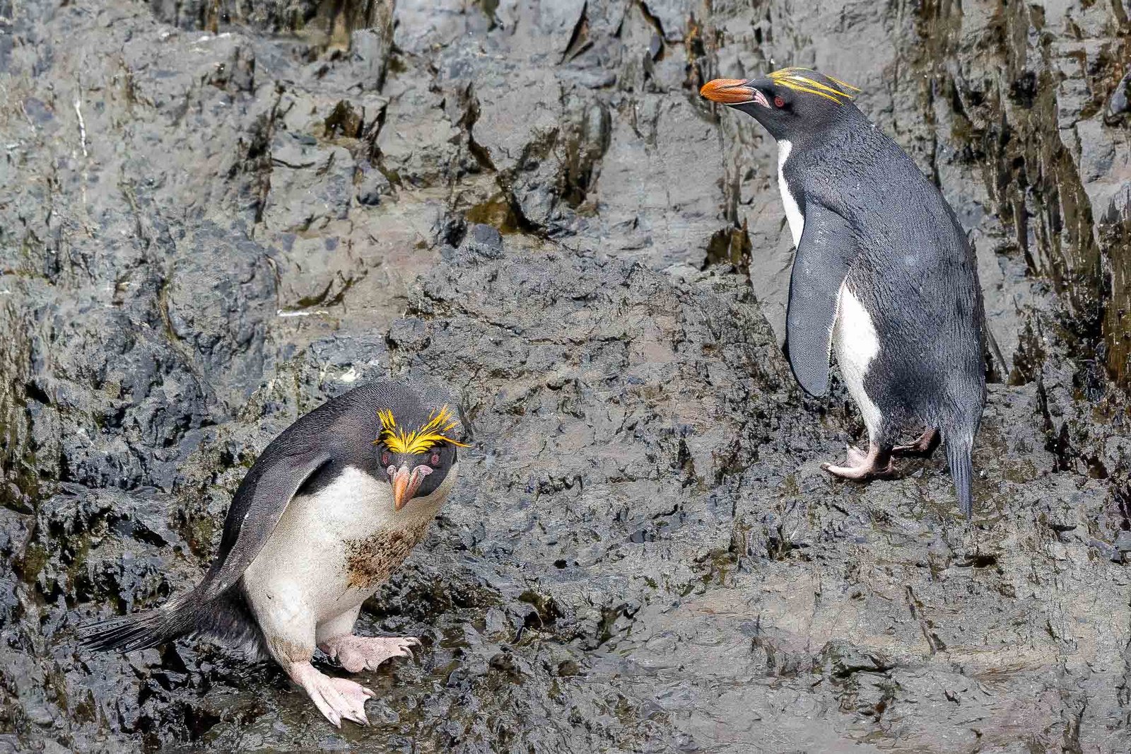 Macaroni Penguins
