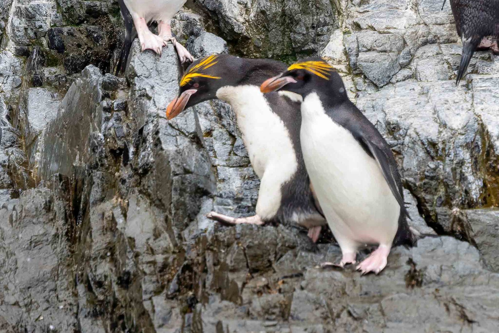 Macaroni Penguins
