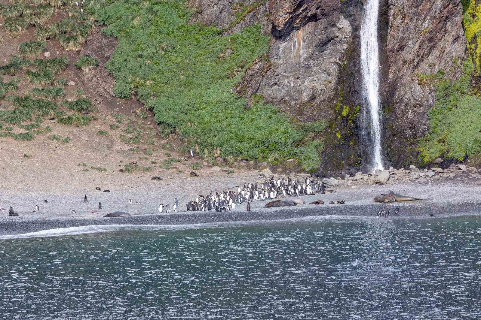 Hercules Bay and some King Penguins