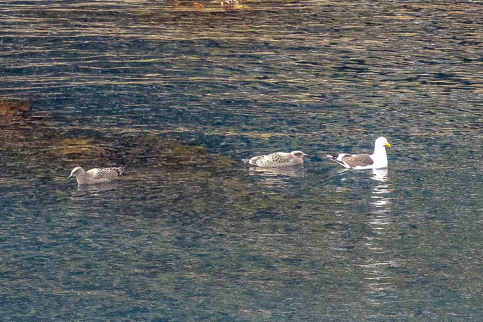 Birds on the water with chicks