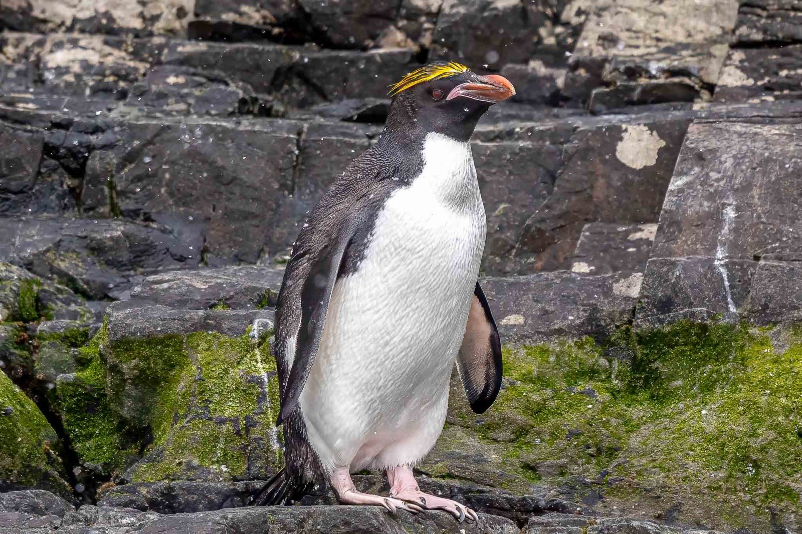 Macaroni Penguin