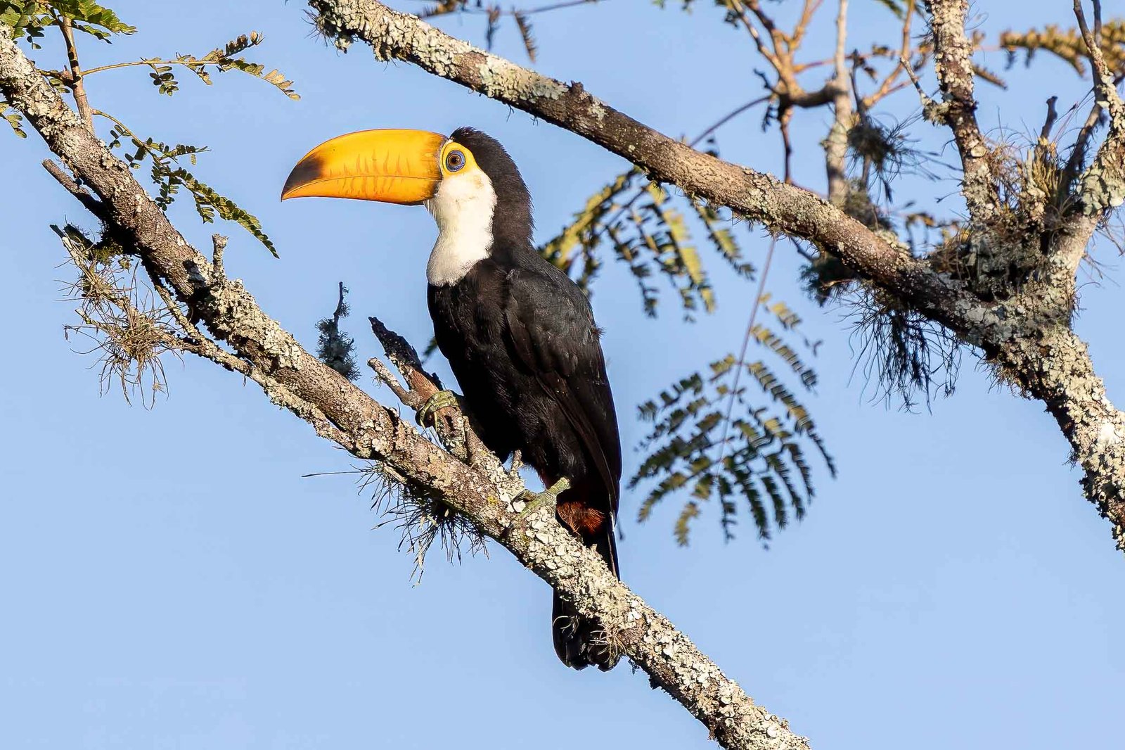 Juvenile Toucan