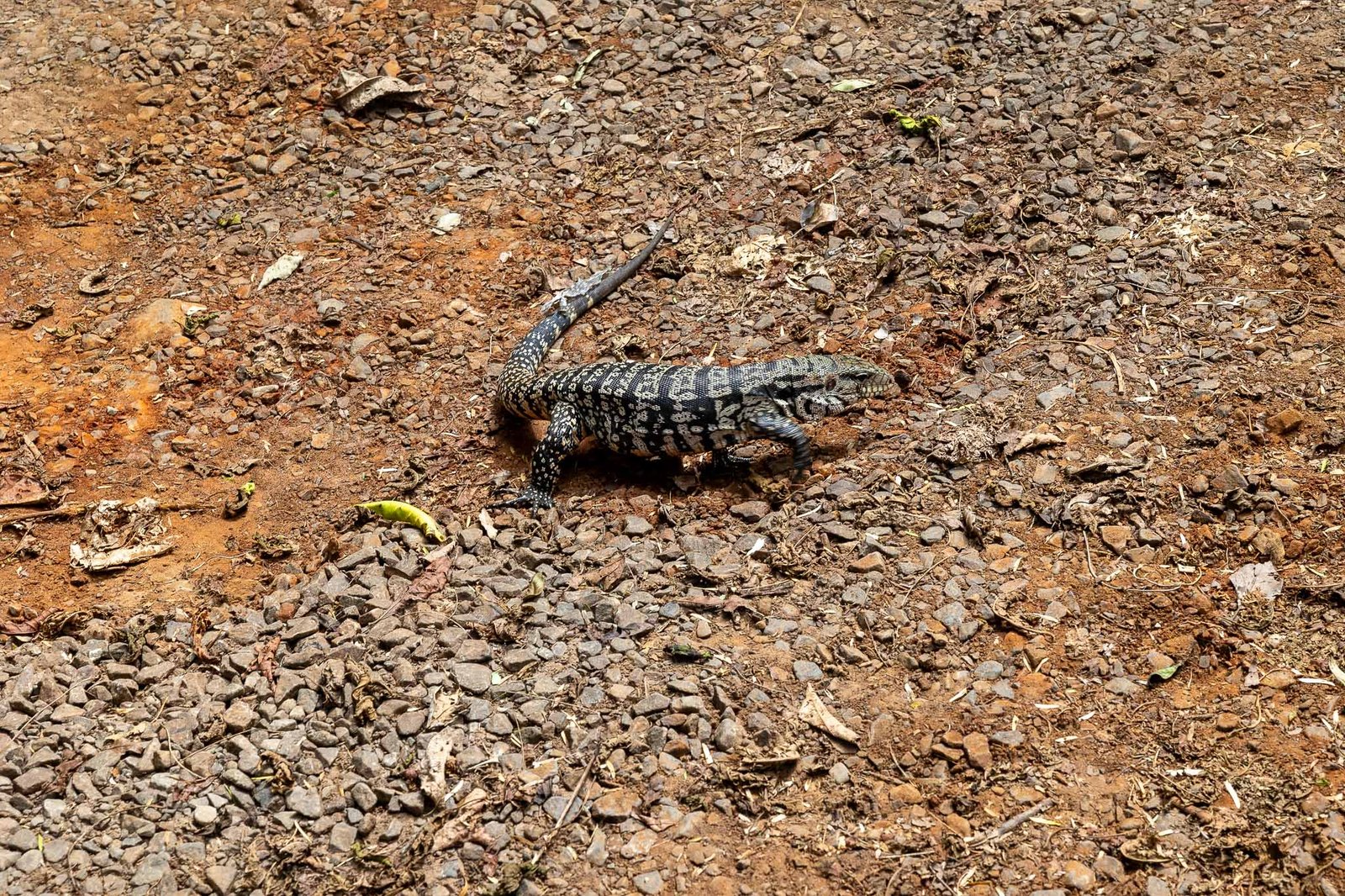 A little Lizard we saw on the way back