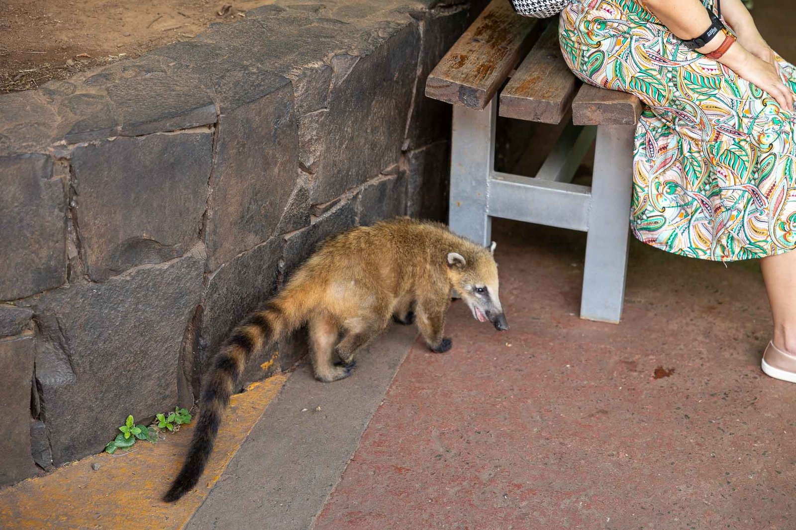 Raccoon at the train station