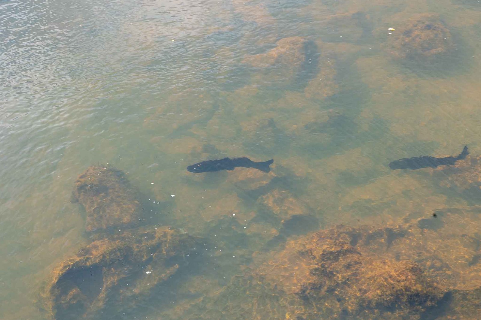 A kind of river catfish that we had for lunch at the hotel and then saw in the water on the way to Devil's Throat