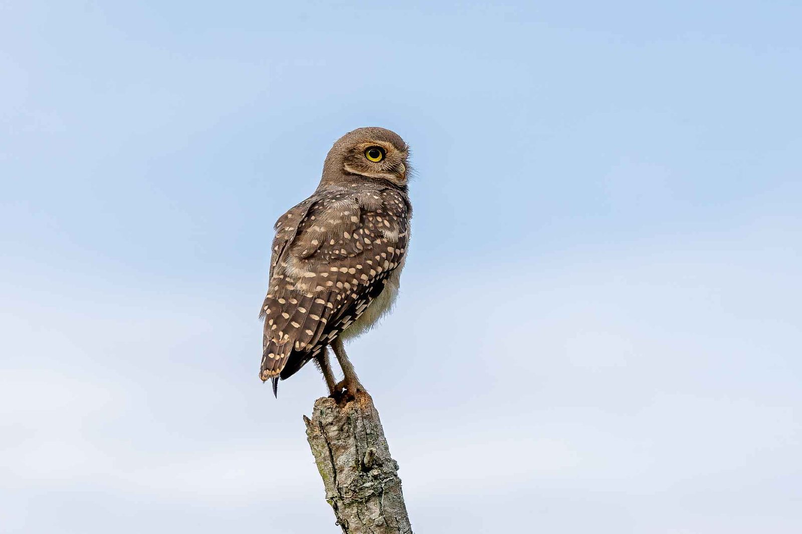 Burrowing Owl at the Melia Gran