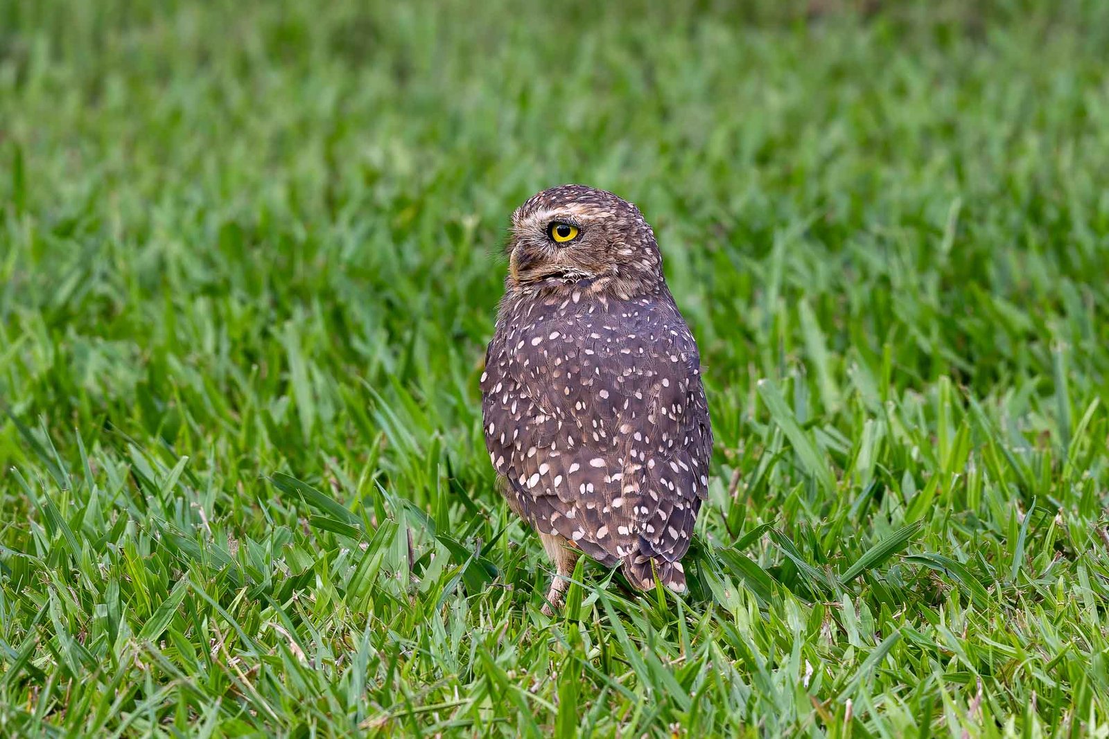 Burrowing Owl at the Melia Gran