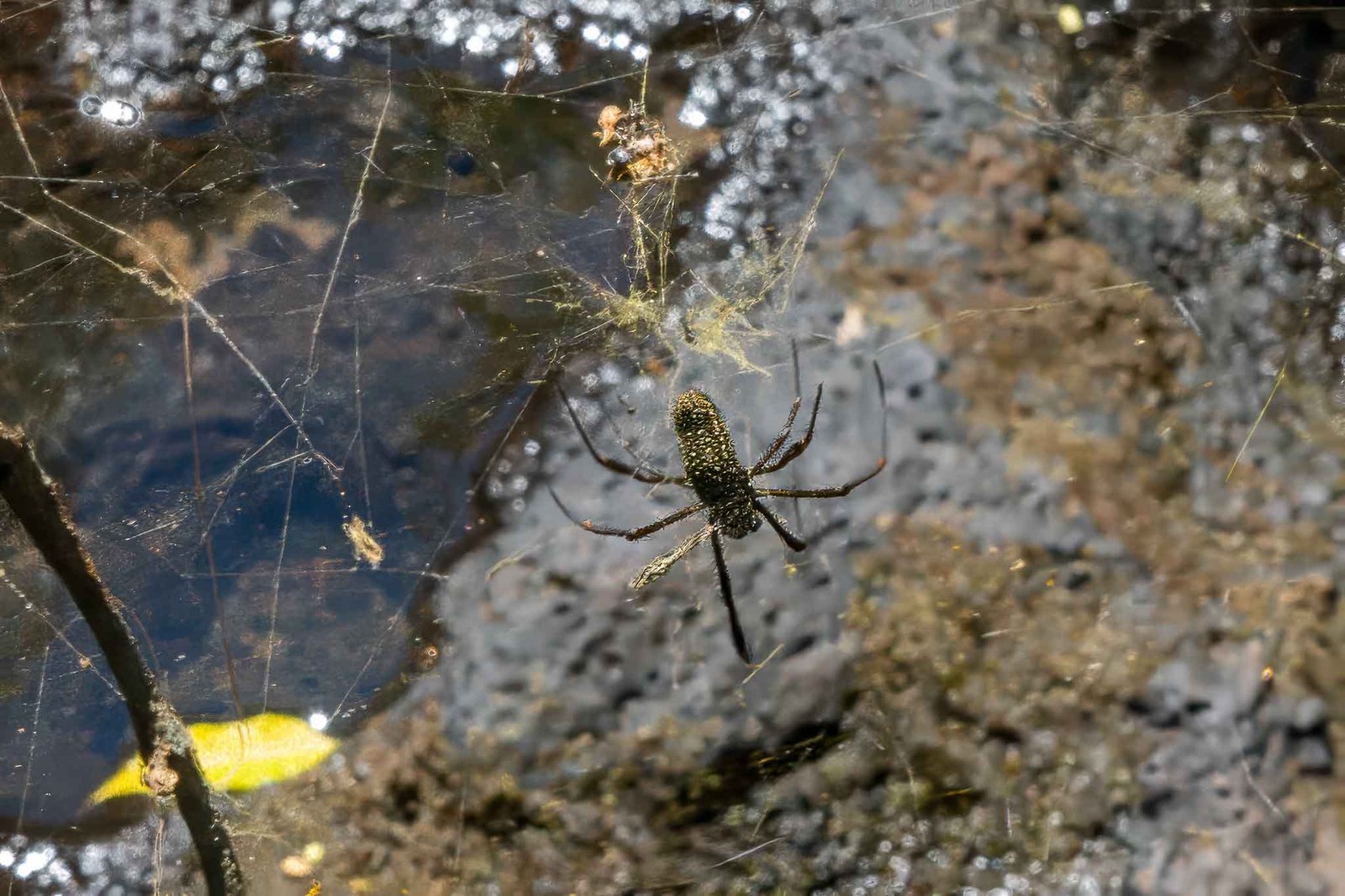 Huge spider building his web above a pond
