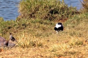 A bird at the rest area