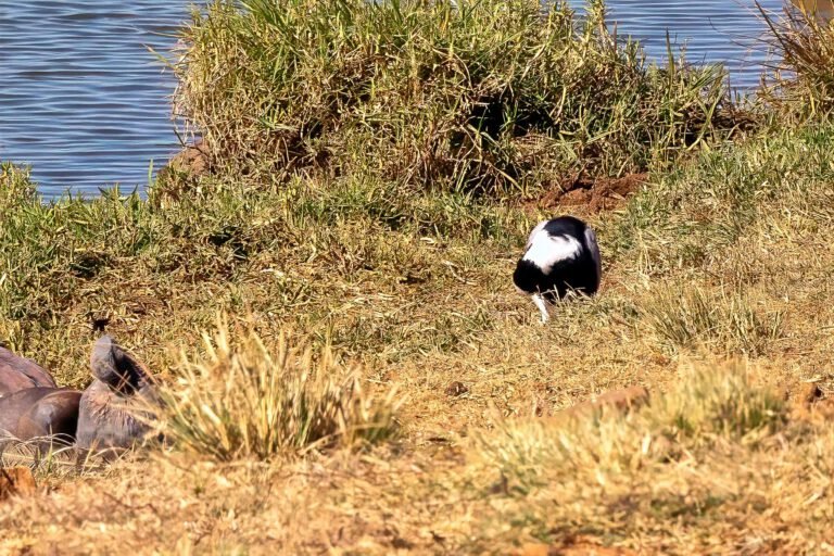 A bird at the rest area