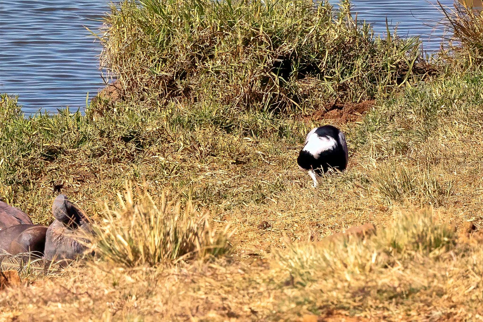 A bird at the rest area