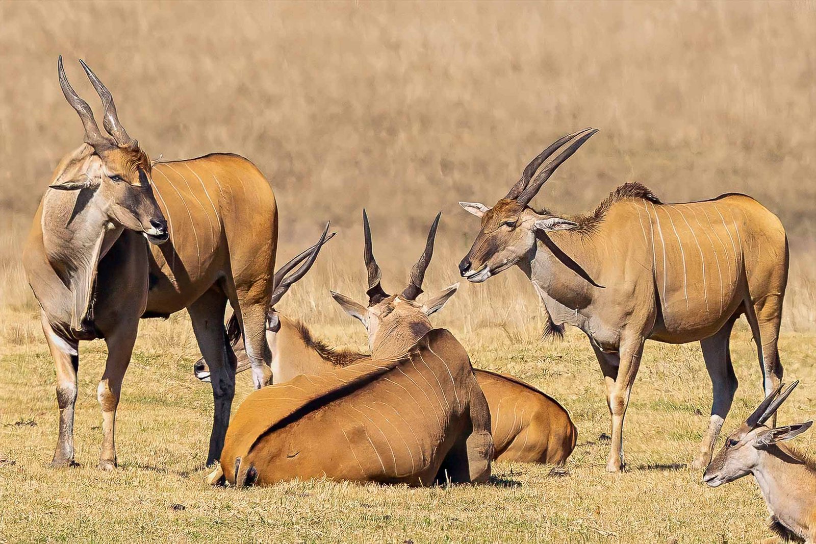 Antelopes