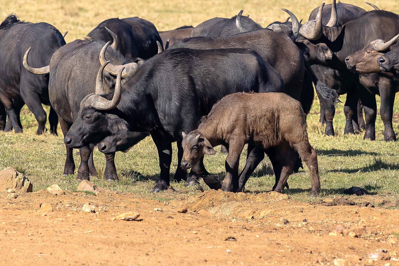 Buffalo