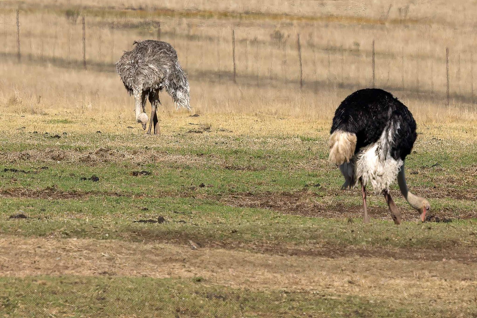 Ostriches