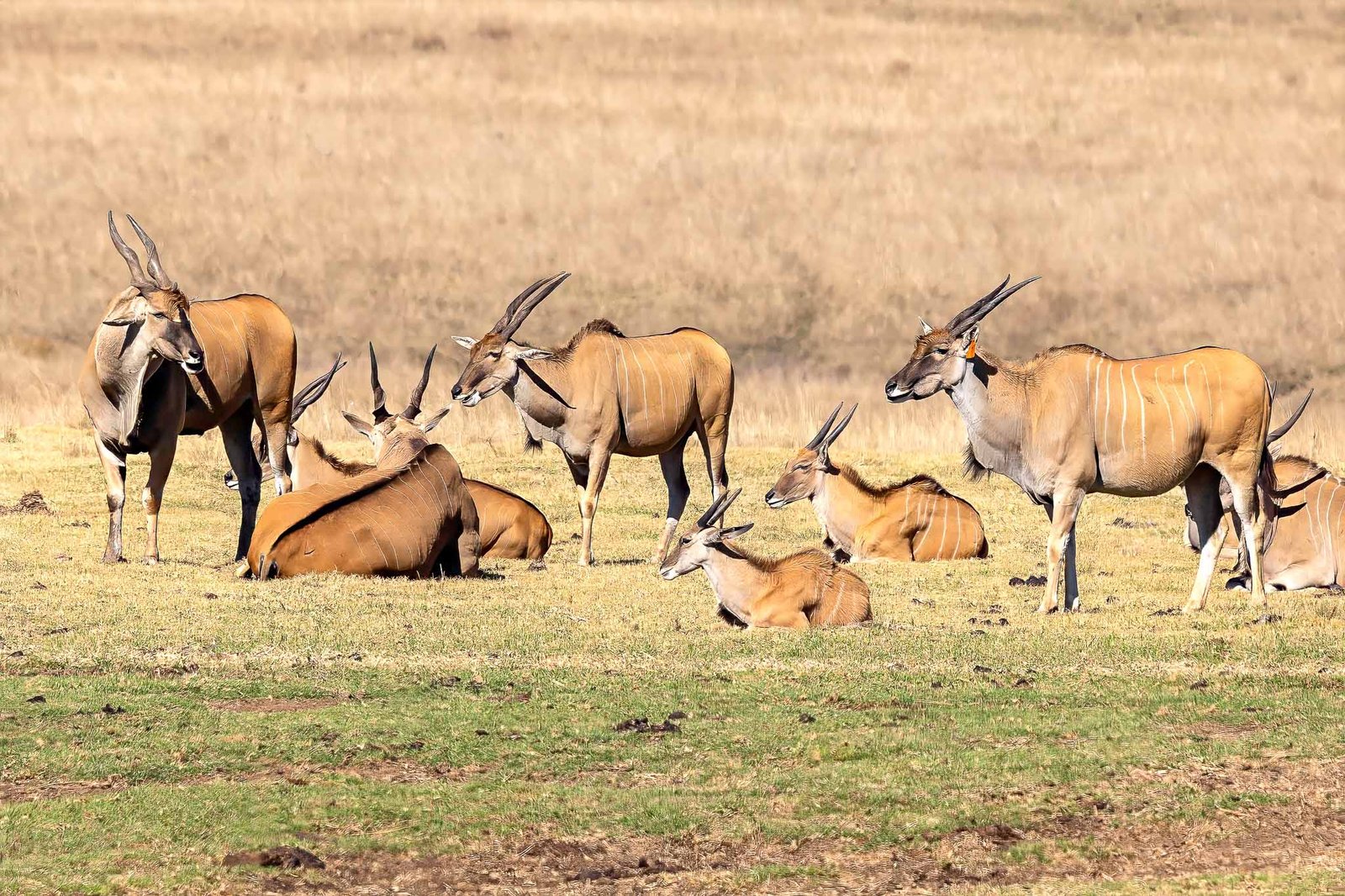 Antelope