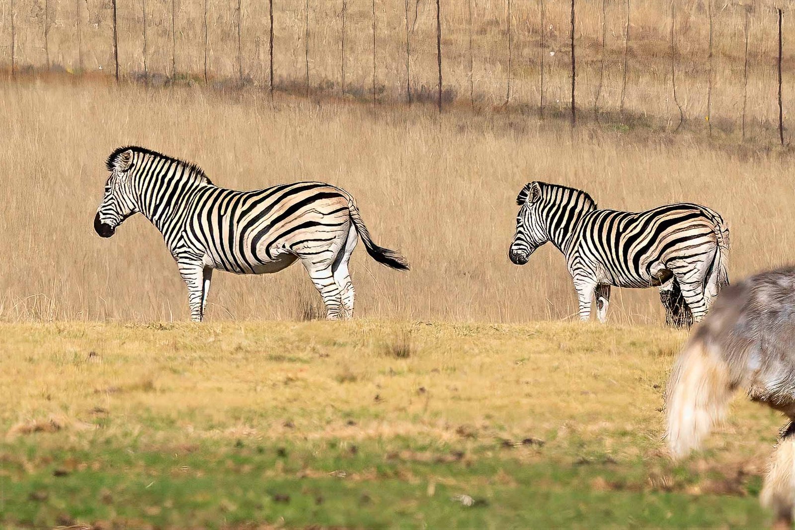 Zebra