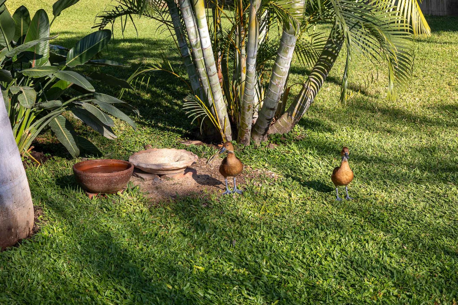 Birds at the hotel