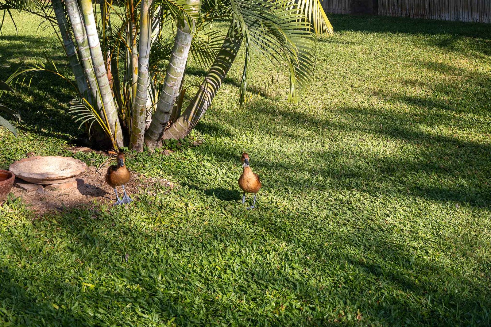 Birds at the hotel