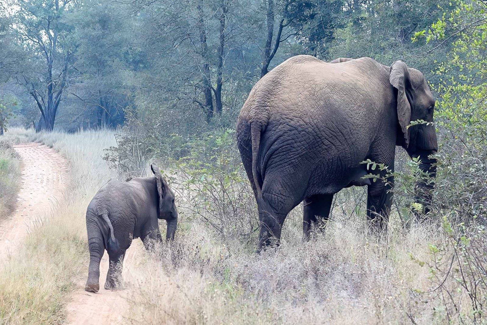 Elephant and baby