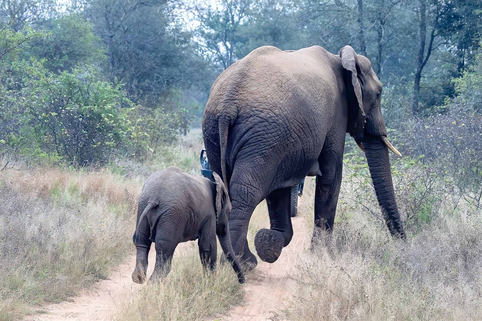 Elephant and baby