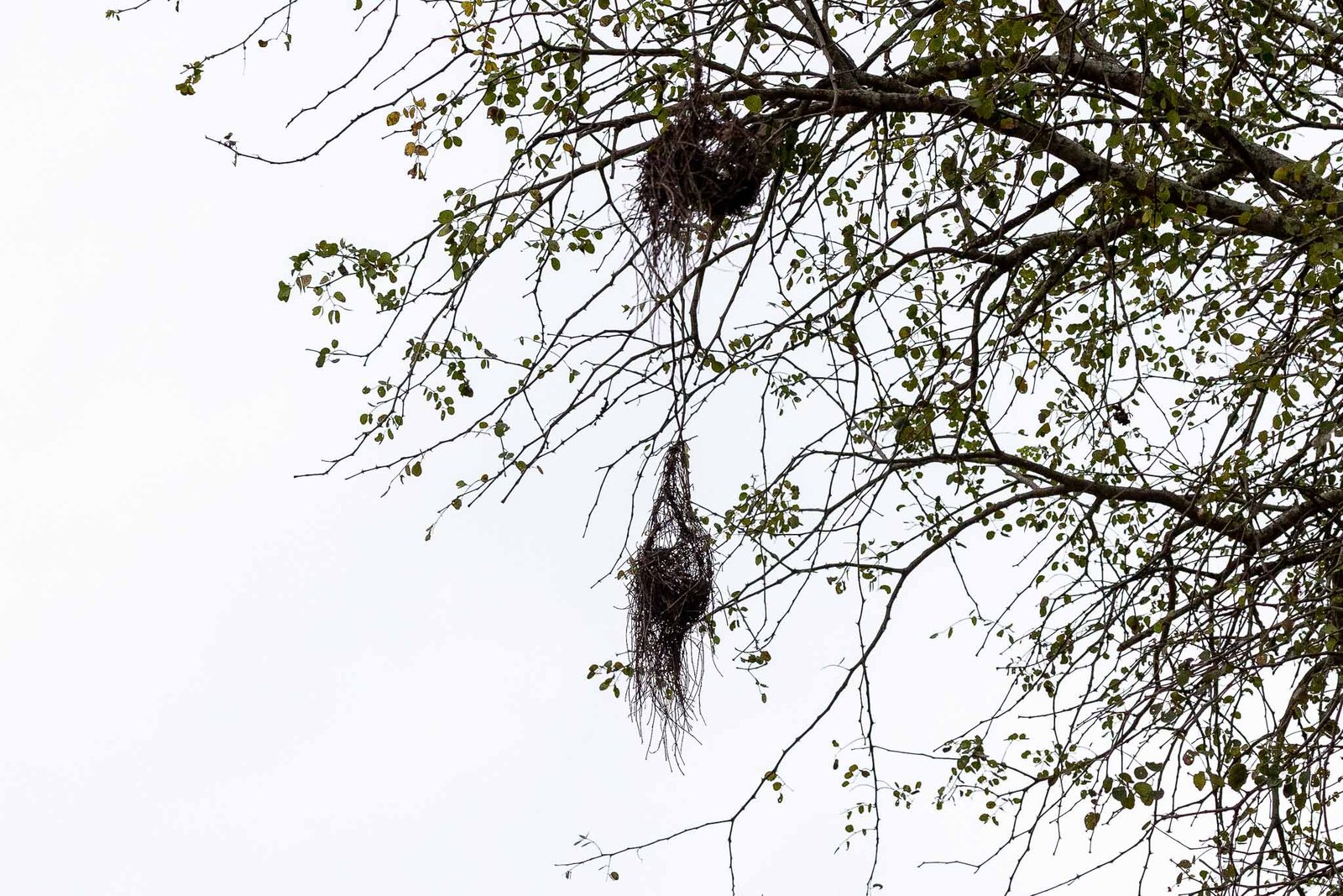 Bird nest
