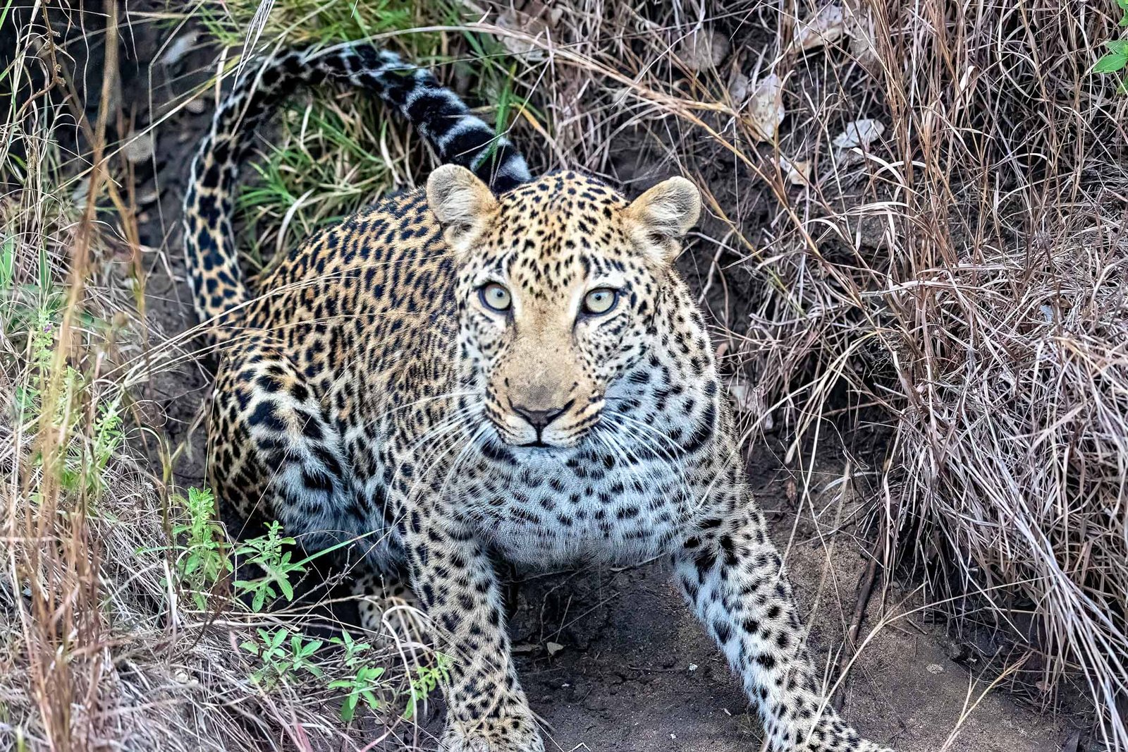 Leopard