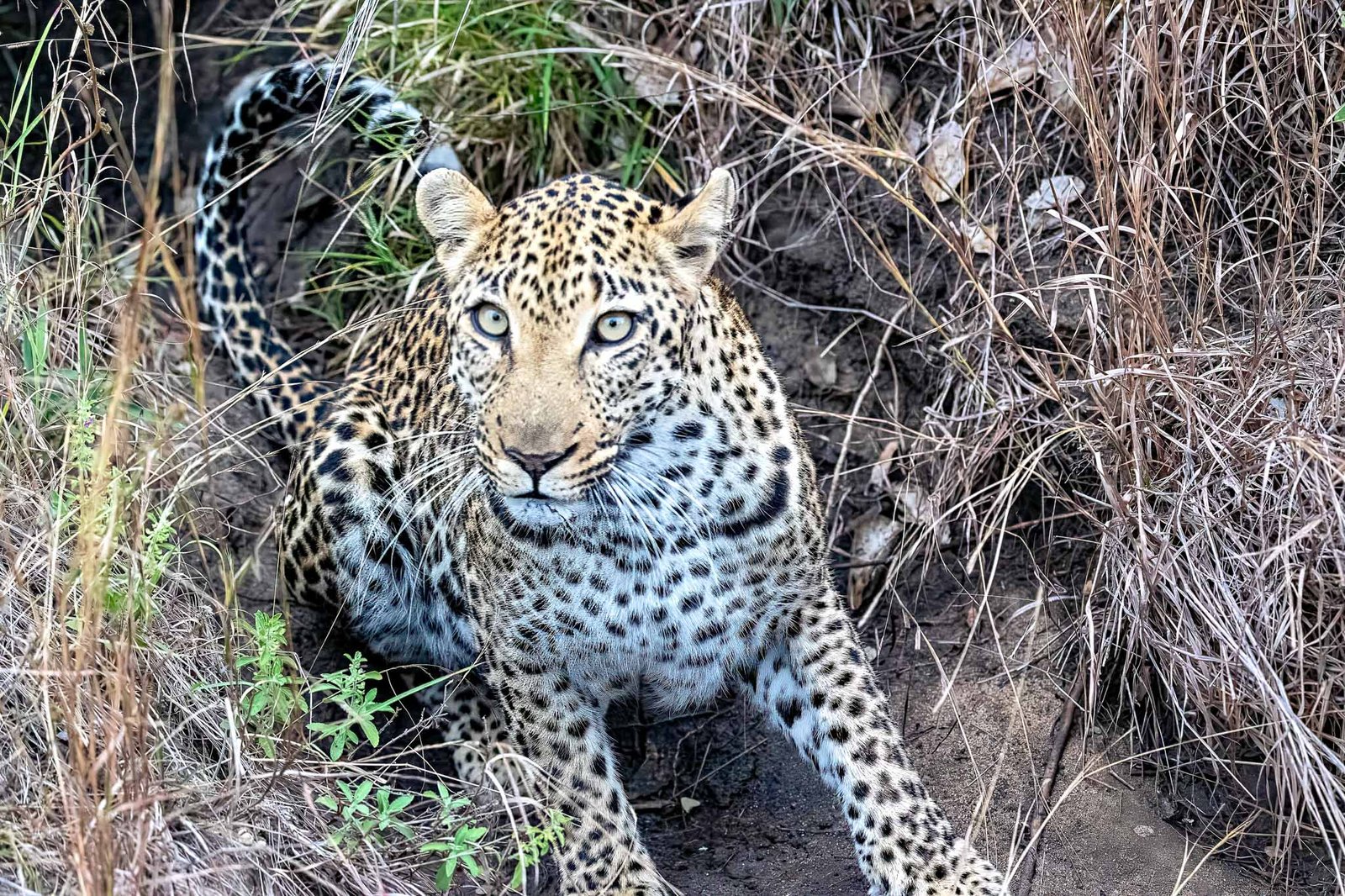 Leopard