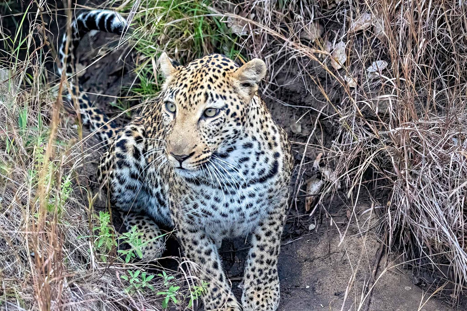 Leopard