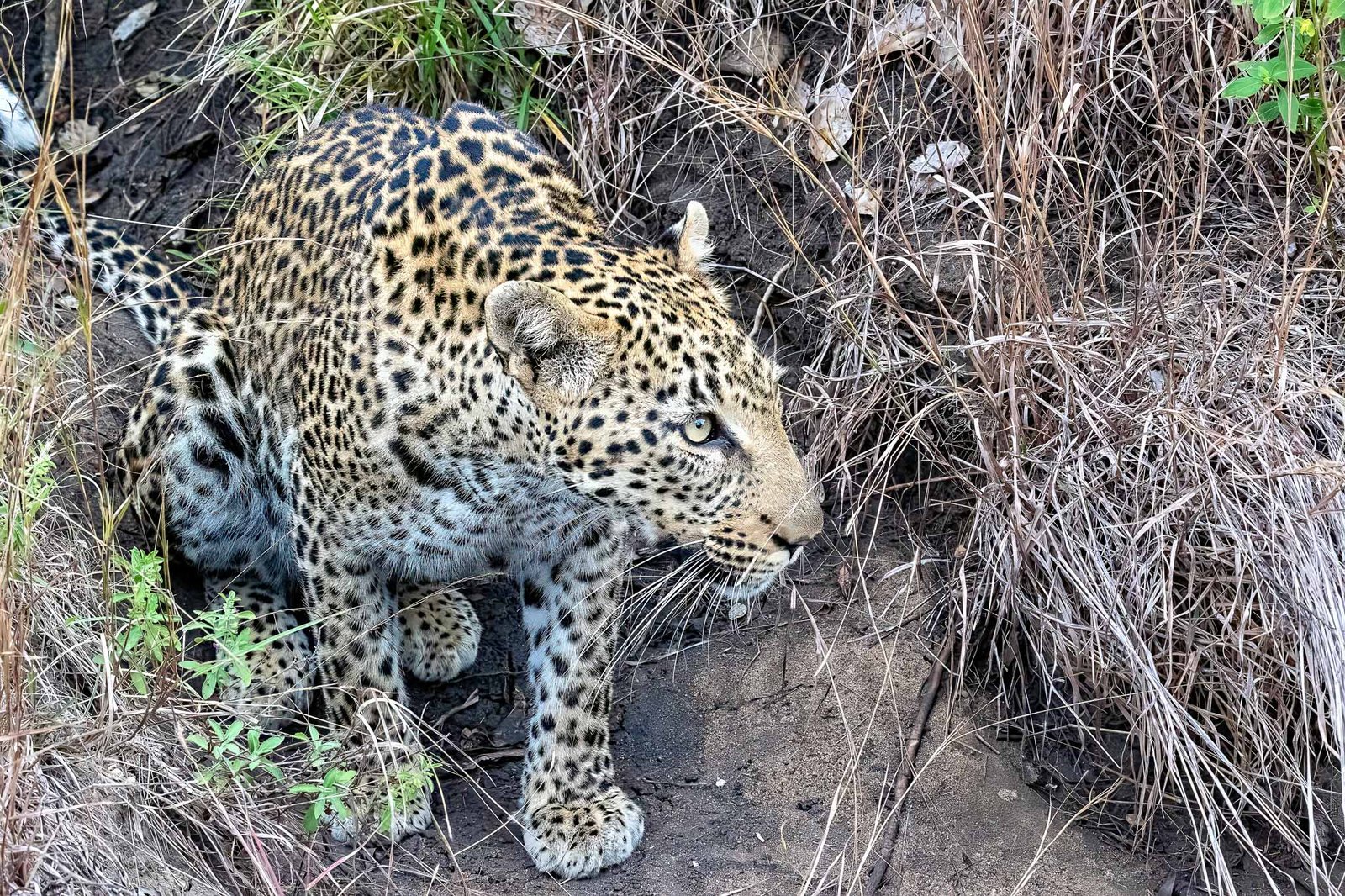 Leopard