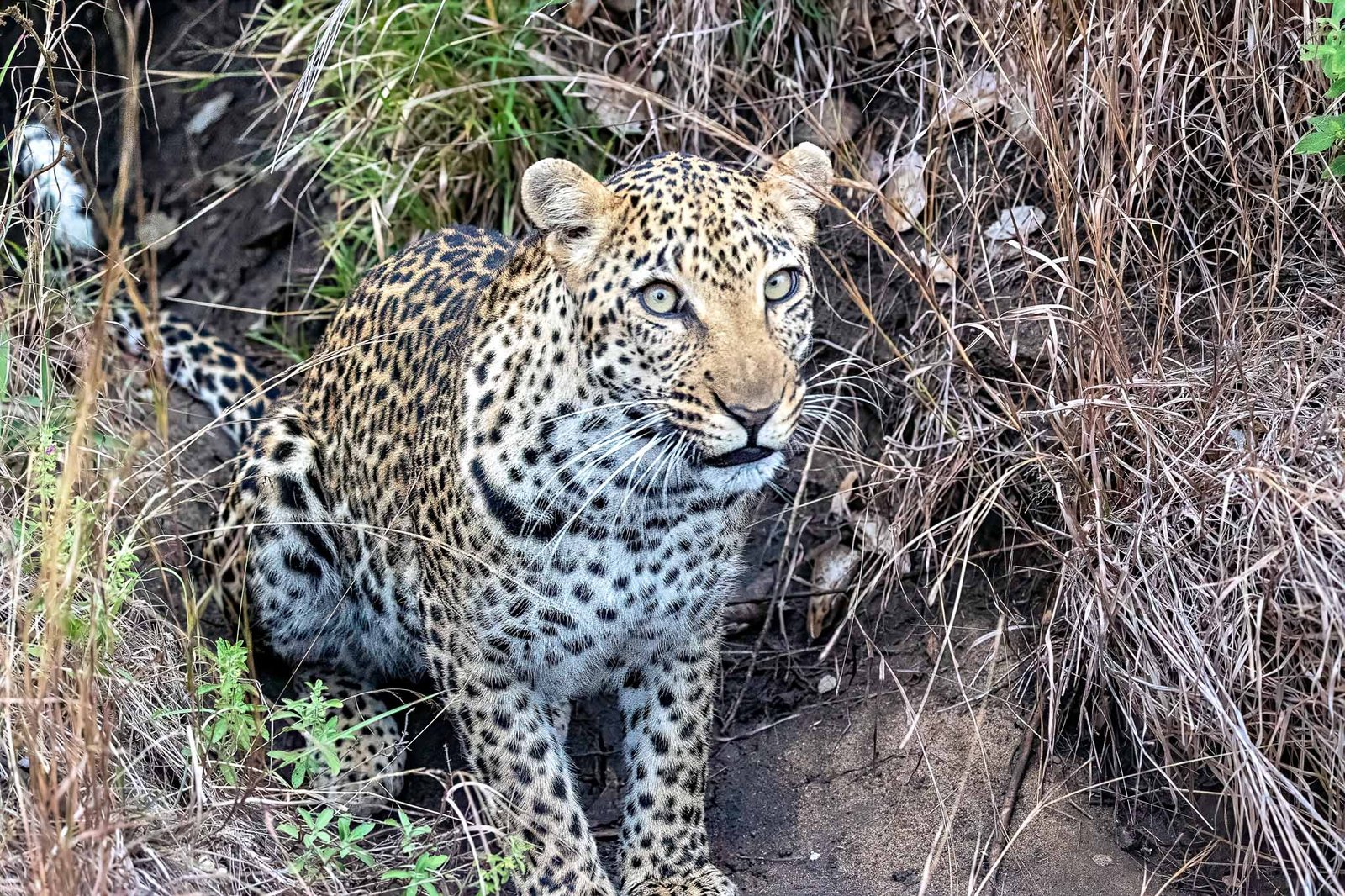 Leopard