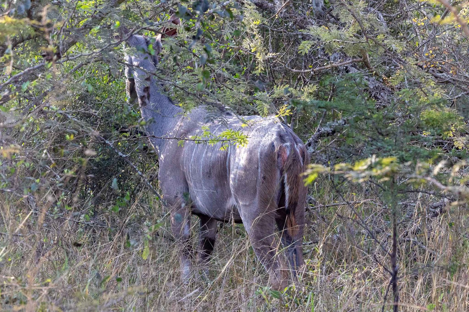 Waterbuck