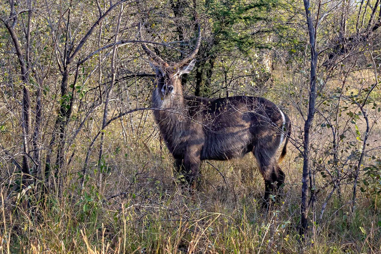 Waterbuck