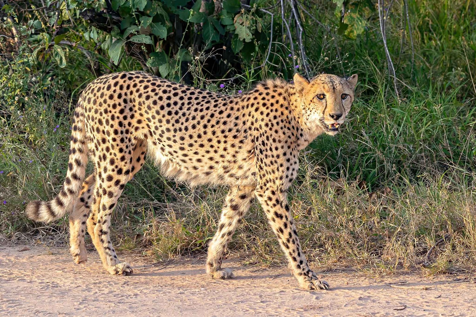 cheetah