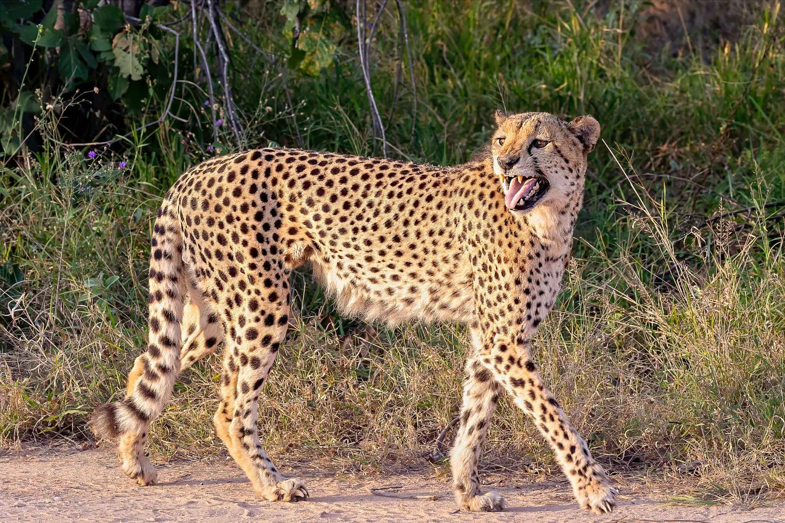 cheetah