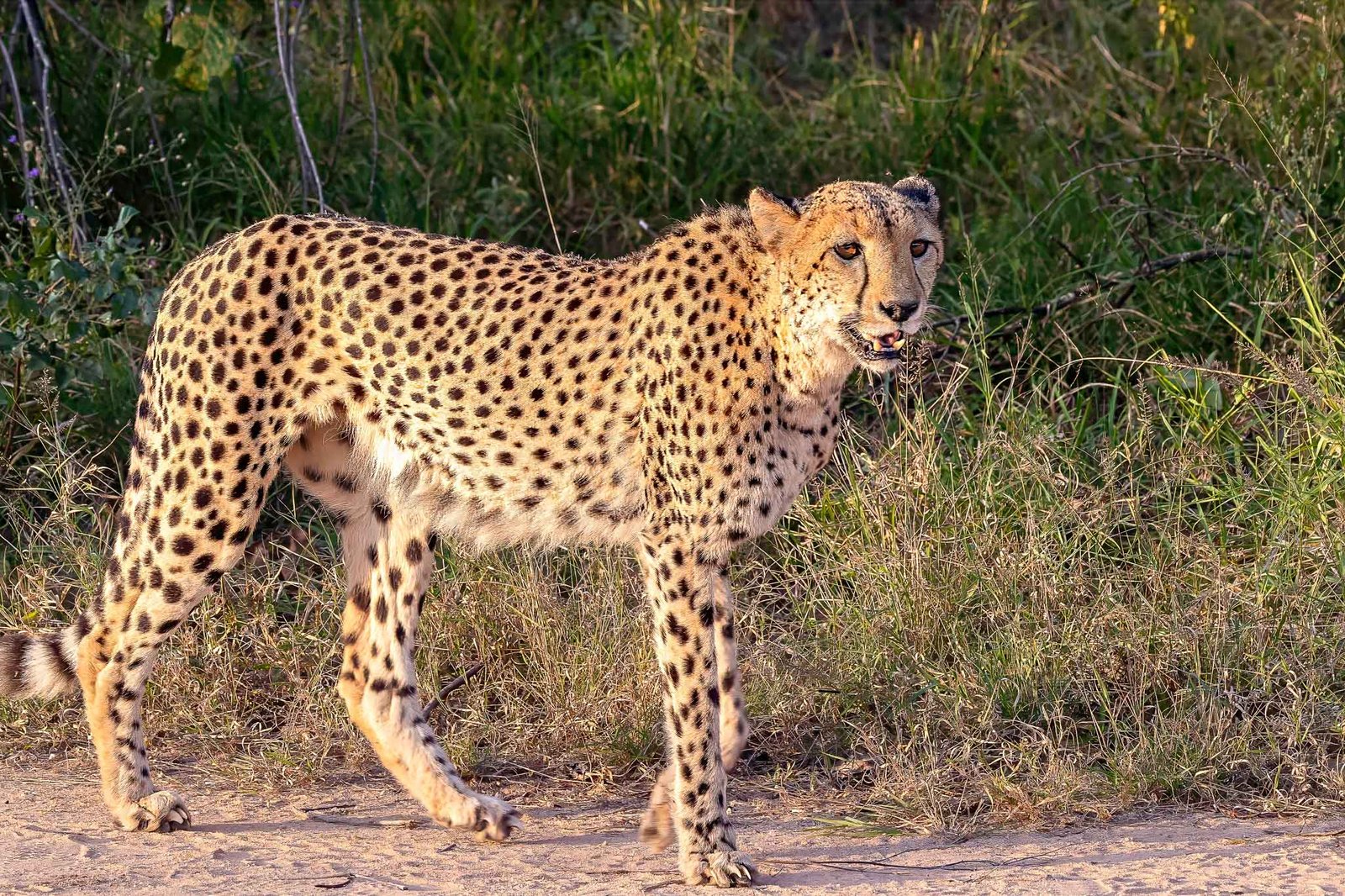 cheetah