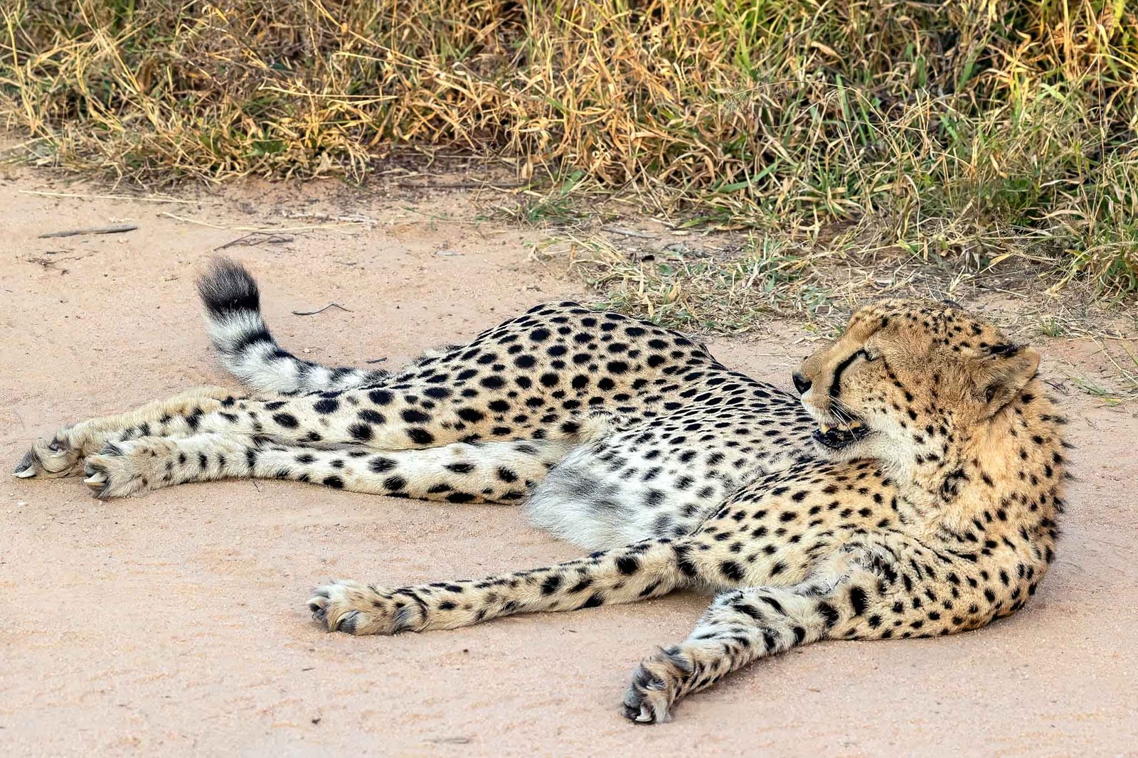Cheetah